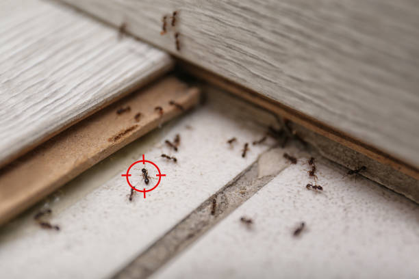 Best Pest Inspection Near Me  in Newcastle, WA