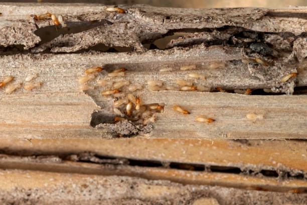 Best Pest Prevention Services  in Newcastle, WA